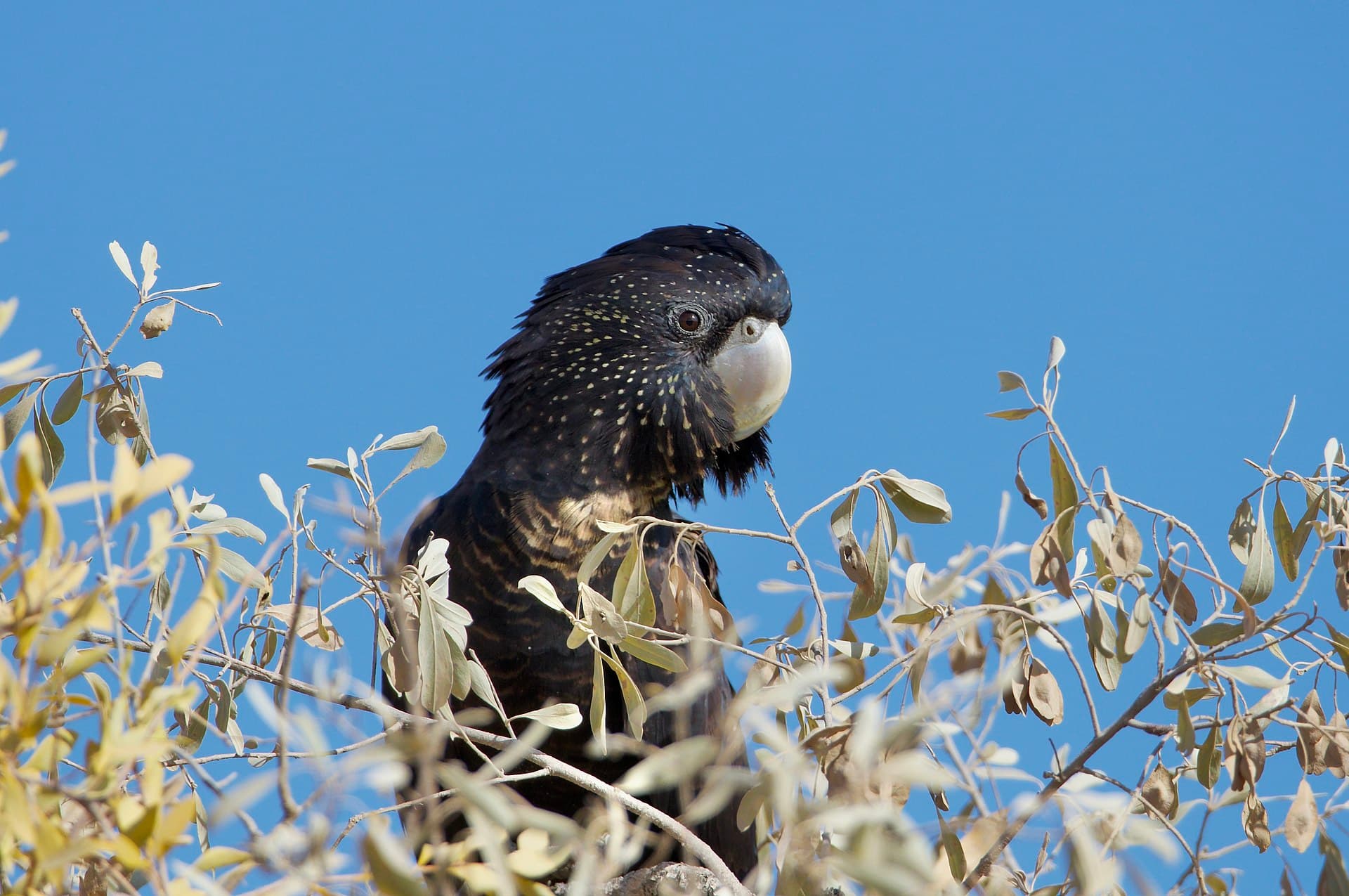 Red-tailed black cockatoo, a bird seen across northern Australian woodland including the Kimberley.