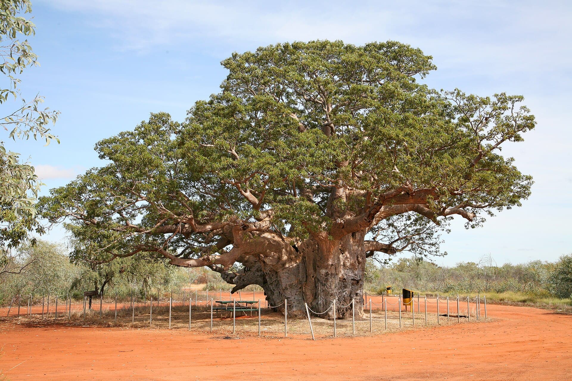Giant Kimberley boab beside a northern highway, the usual first stop on a drive into the East Kimberley.