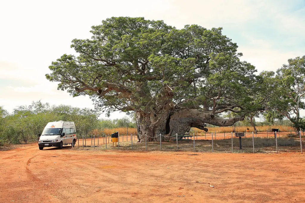 A giant boab tree in the Kimberley