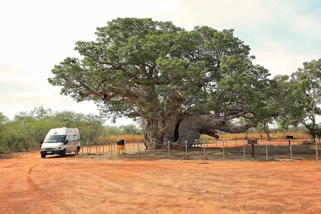 A giant boab tree in the Kimberley