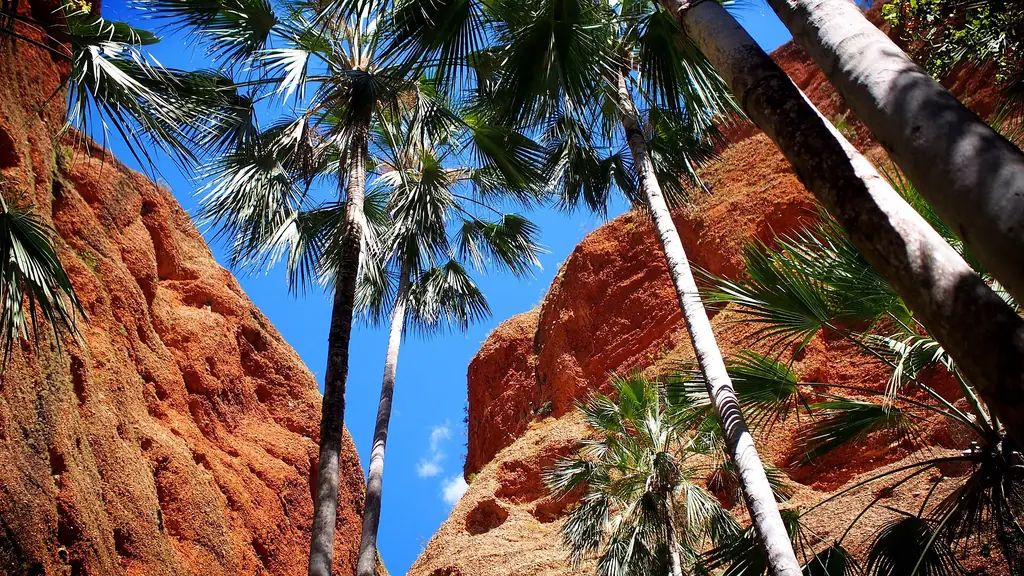 Livistona palms at the entrance to Echidna Chasm, Purnululu